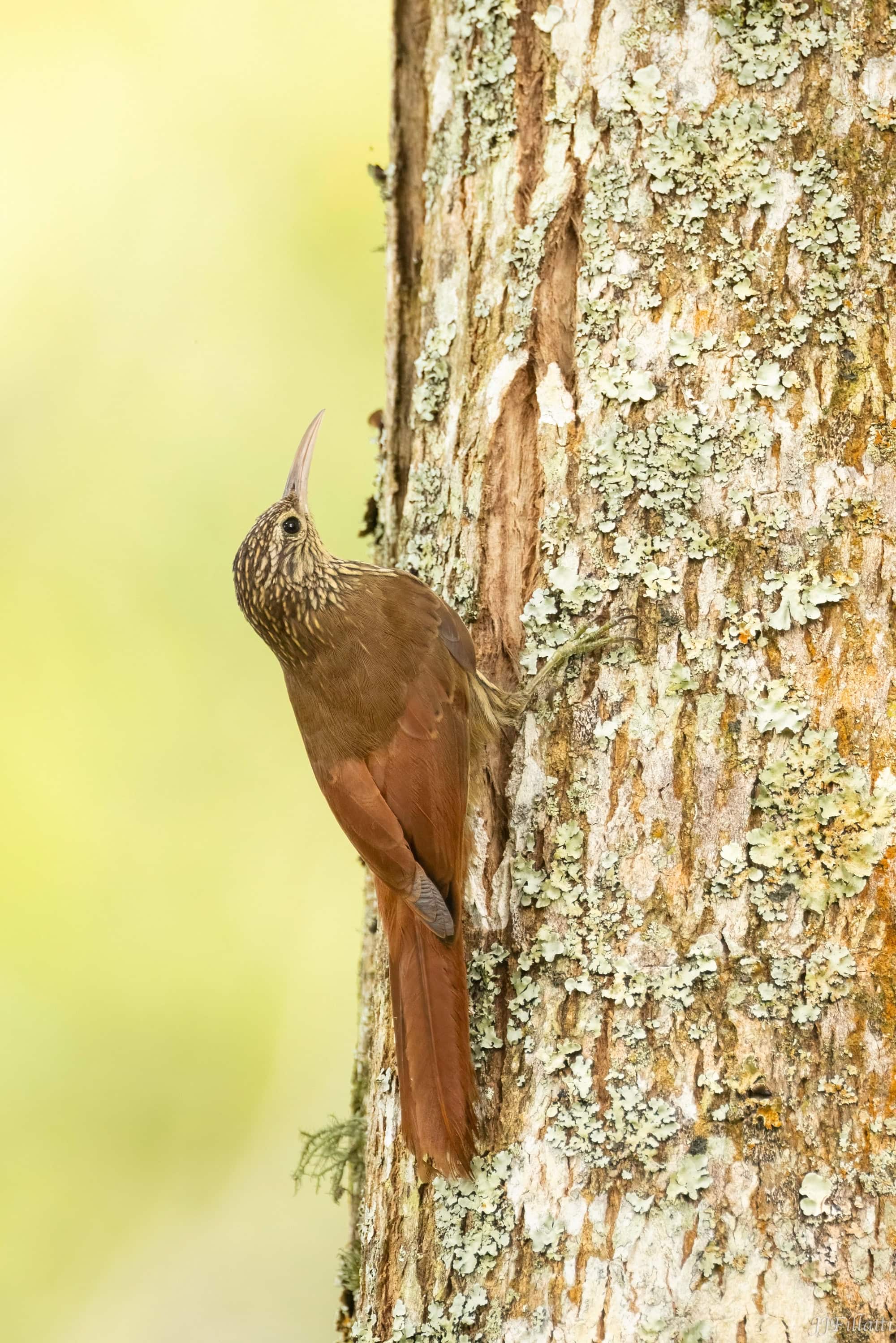 bird of colombia image 69